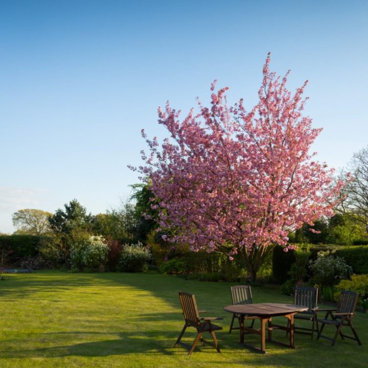 gardener lawn tree gardener lawn tree